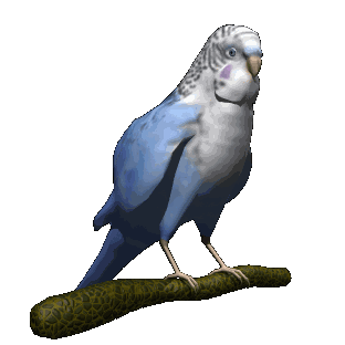 Image result for ‫تصاویر متحرک طوطی‬‎