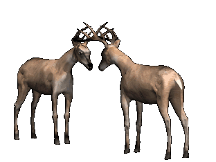 Image result for ‫تصاویر متحرک گوزن‬‎