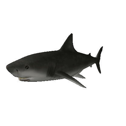 Image result for ‫تصاویر متحرک کوسه‬‎