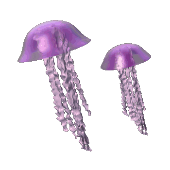 Image result for ‫تصاویر متحرک شقایق دریایی‬‎