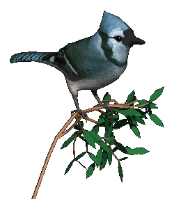 برابکس بهشت